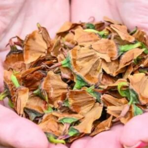 bahcesindeki tarih oncesi agac birden meyve verdi para agaci deniliyor ilk hasatta servet sahibi oldu IC3WyRiA