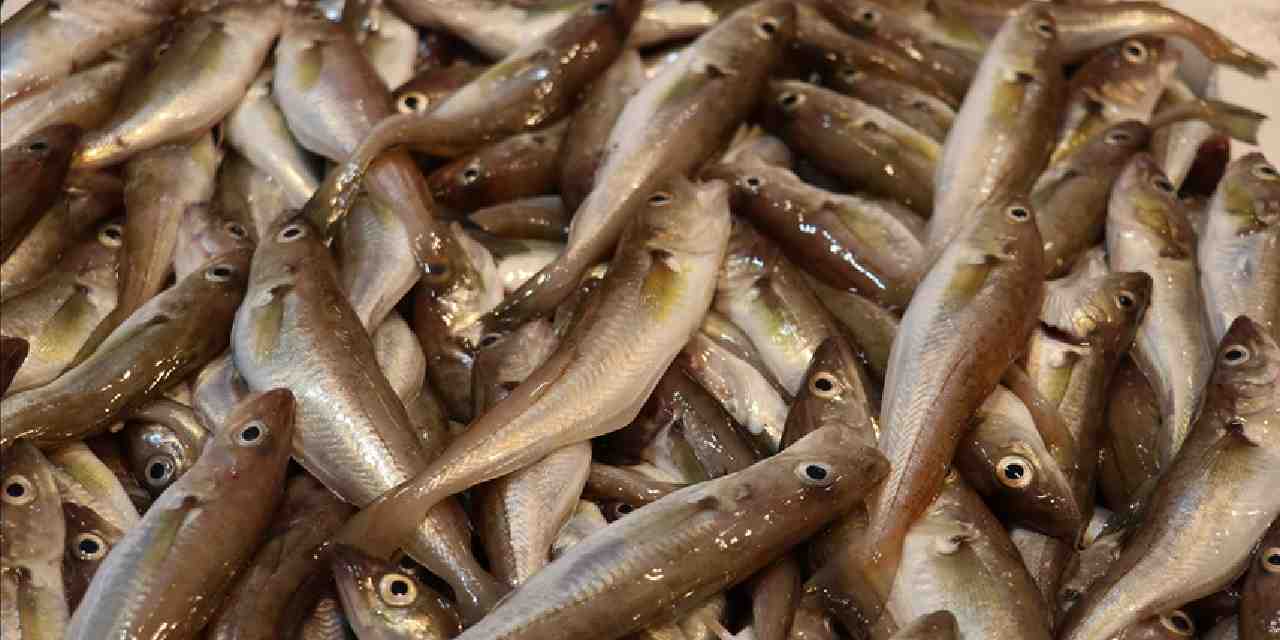balik cesitleri tezgahlari susluyor iste mezgit istavrit hamsi ve levrek fiyati ntt9pBy9
