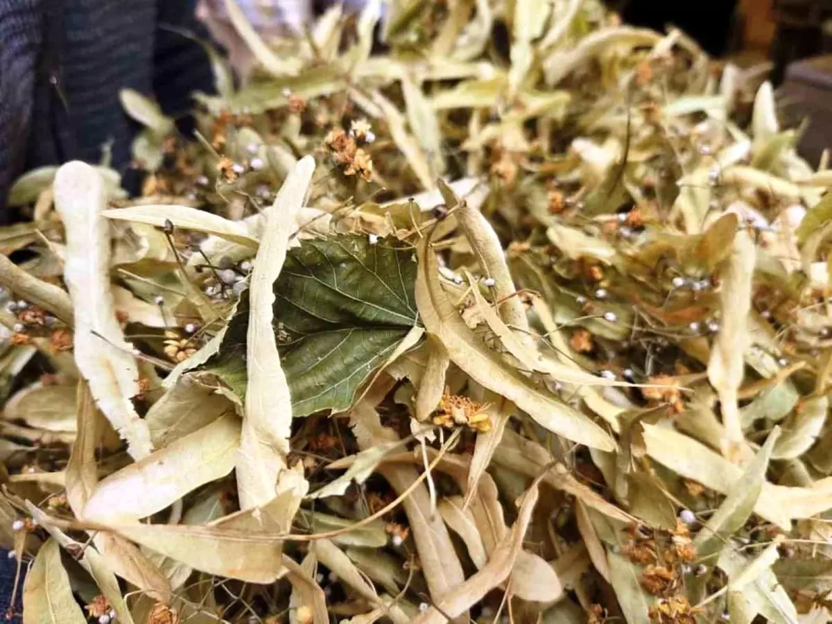 ihlamur kis aylarinin vazgecilmezi kilosu 1500 tl klvpChv7