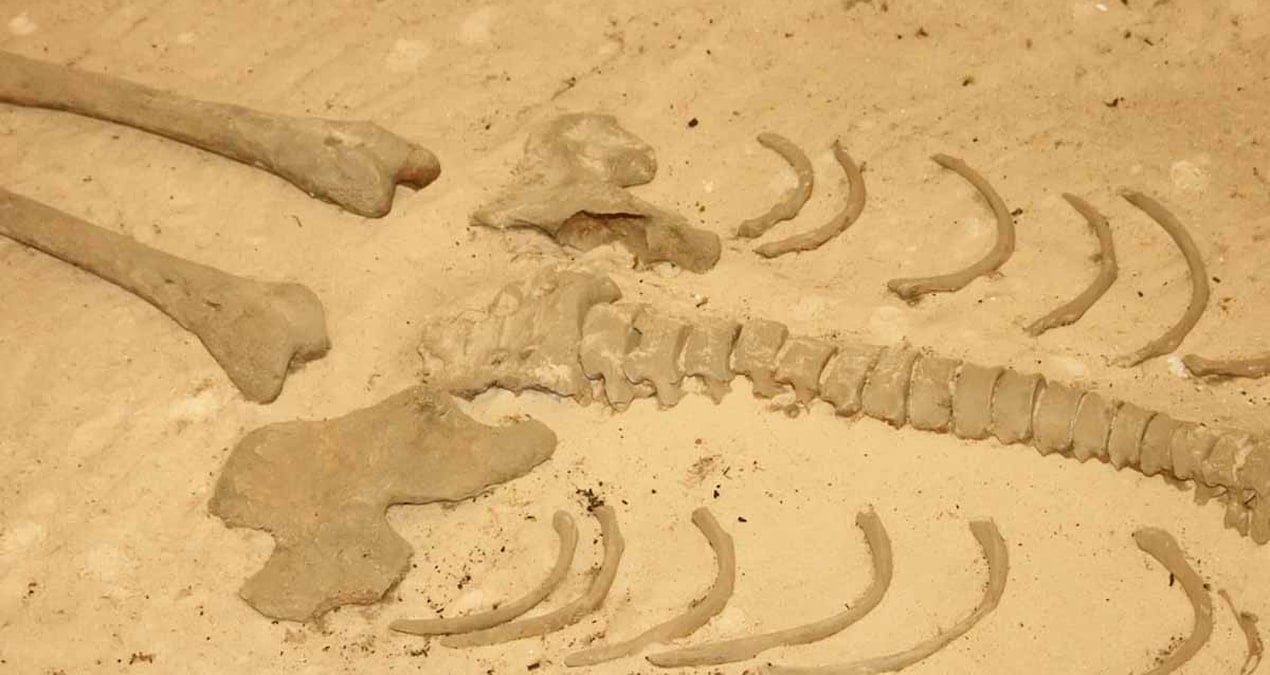 DNA Analiziyle Tarihin Gizemleri Ortaya Çıkıyor: 5.000 Yıllık Mezarda Şok Edici Bulgu