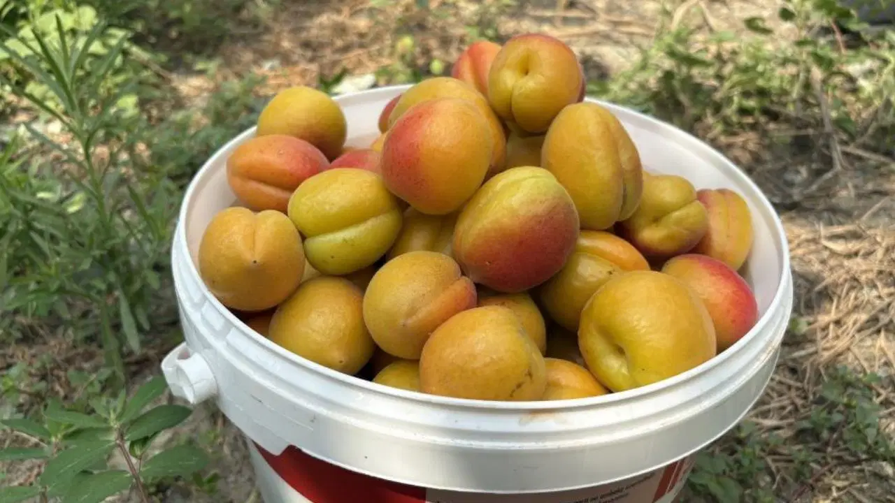 Ziraat mühendisinin tavsiyesiyle dikti: “Orange Ruby” meyvesinden ağaç başına 250 ila 300 kilogram verim elde ediyor