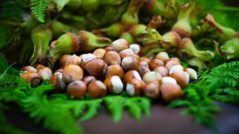 Giresun Fındığının Kısırlık Tedavisindeki Önemli Rolü Araştırıldı